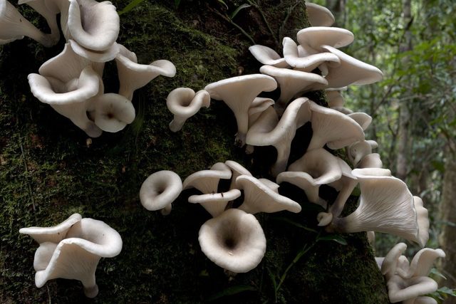 Лесной ложный гриб абалон: фото и описание, с чем его можно спутать и как отличить