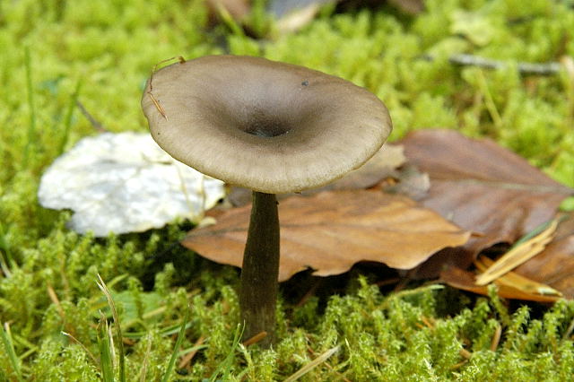 Съедобные грибы: Pseudoclitybe cyathiformis (псевдоклитибе). Фотографии, описания, категории, использование