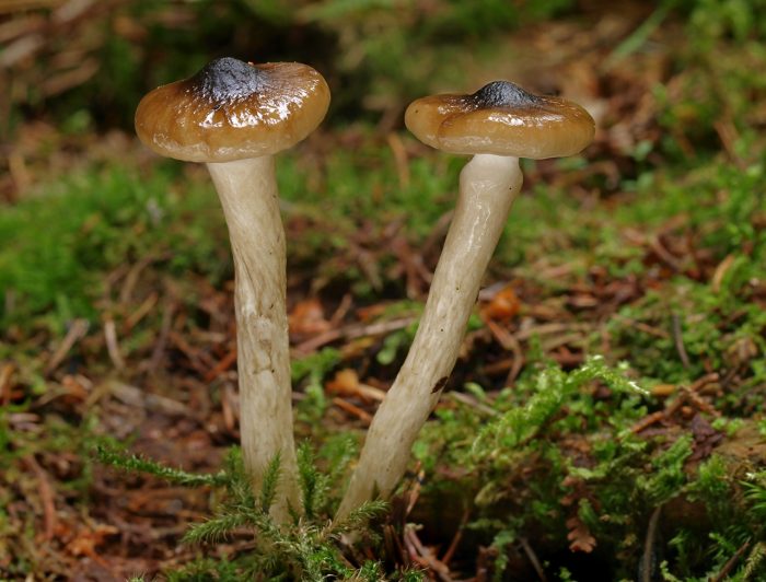 Особенности гриба Мокрица оливково-белая