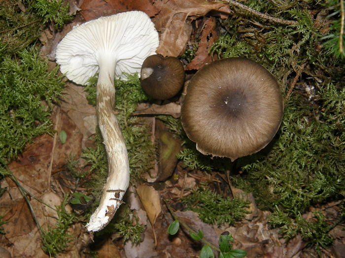 Особенности гриба Мокрица оливково-белая