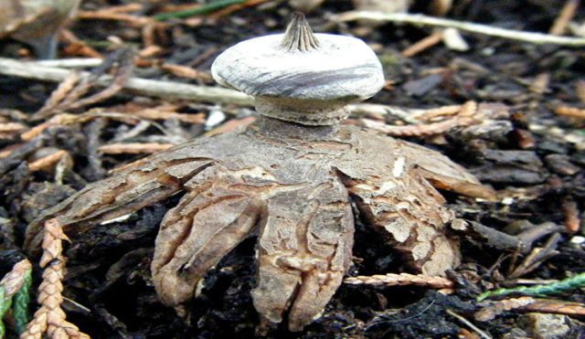 Съедобный или нет гриб Звездовик сводчатый