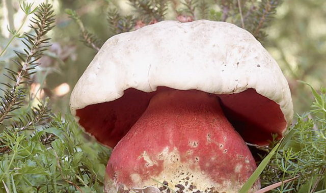 Как отличить дубовик от сатанинского гриба
