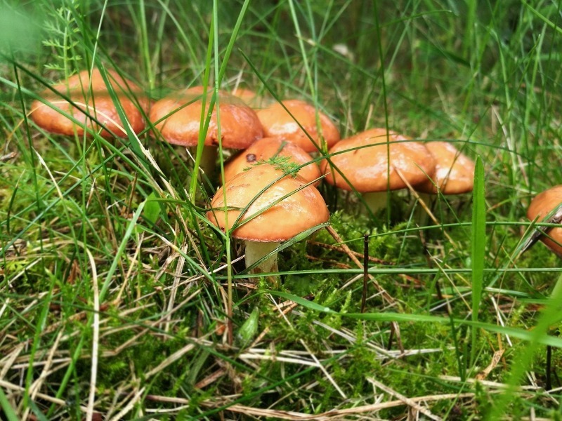 Как посадить грибы на дачном участке