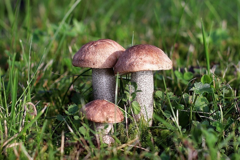 Как посадить грибы на дачном участке