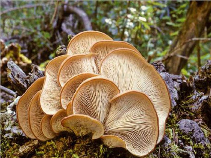 Как отличть ядовитые грибы похожие на вешенку от съедобных