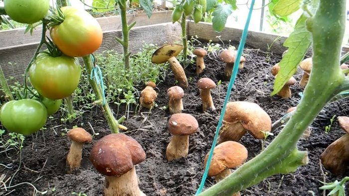 Выращивание белых грибов на приусадебном участке