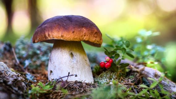 Кому нельзя есть грибы, как их готовить для лучшего усвоения и опасны ли сырые грибы?