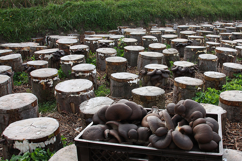 Пошаговый метод выращивания абрикосовых грибов в домашних условиях для начинающих