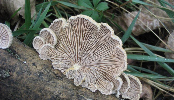 Как отличть ядовитые грибы похожие на вешенку от съедобных