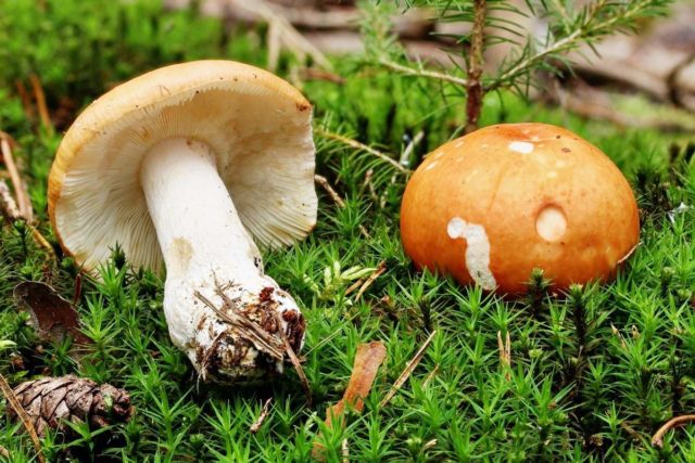 Серый гриб: описание и фото, где растет, применение