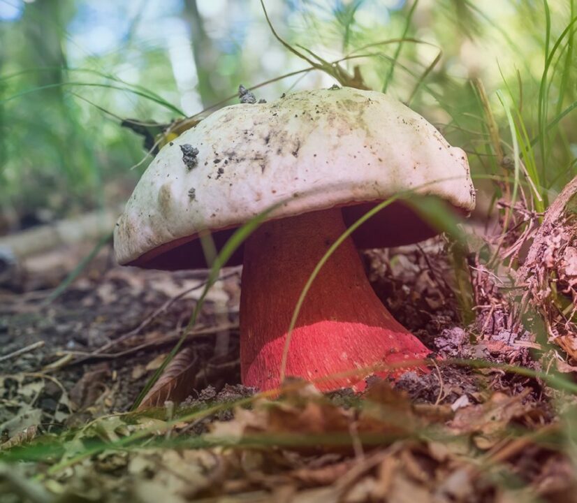 Сатанинский гриб - красивый экземпляр со страшным названием.