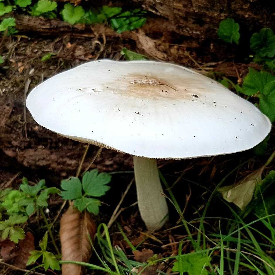 Плютей благородный - описание гриба, где растет, похожие виды, фото ????.