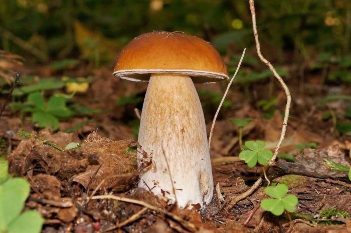 Белый еловый гриб, преимущества и опасности