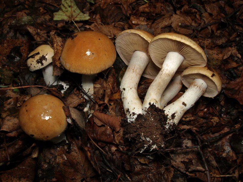 Коллекция грибов