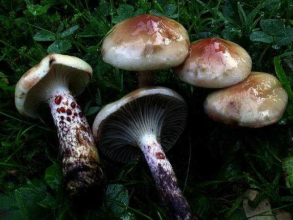 Gomphidius maculatus - Описание гриба, где растет, похожие виды, фото ????.