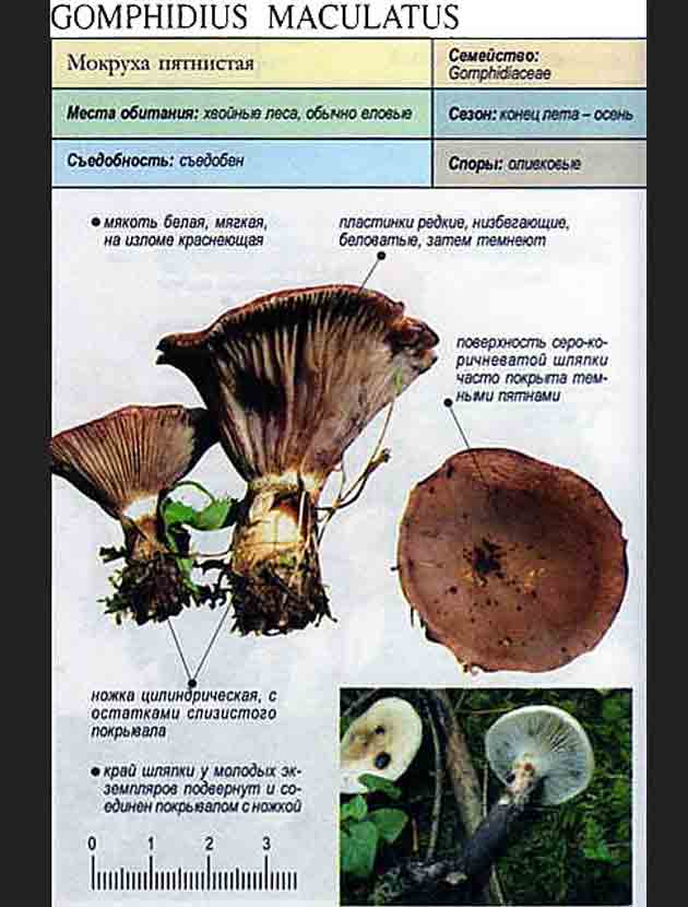 Съедобный гриб Gomphidius maculatus из справочника