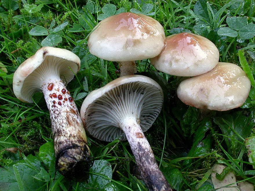 Пятнистый гриб (Gomphidius maculatus) фото и описание
