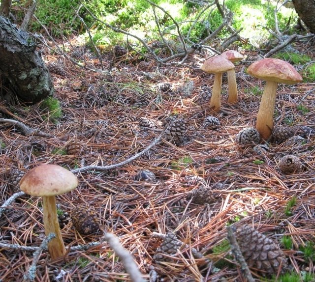 В Брестской области встречаются более редкие золотистые белые грибы. Красный боровик: описание, место произрастания, родственные виды Золотой боровик