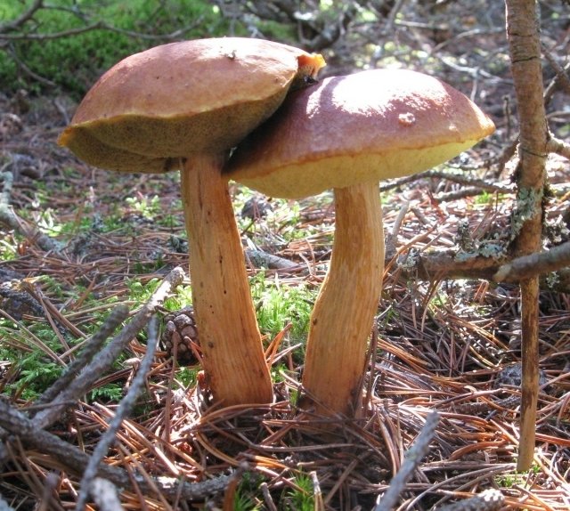 Окрашенные белые грибы
