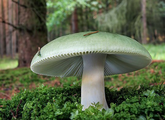 Что за гриб зеленоватого цвета
