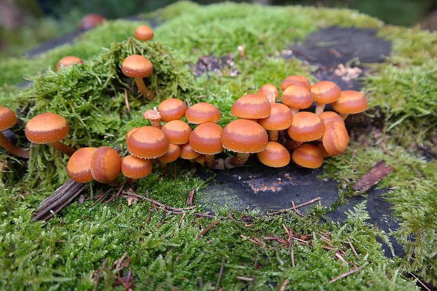 Как называются грибы оранжевого цвета