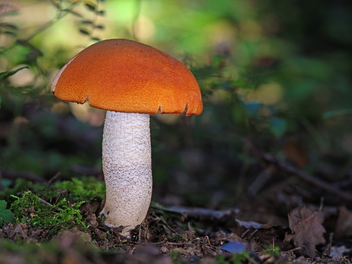 Как называются грибы оранжевого цвета