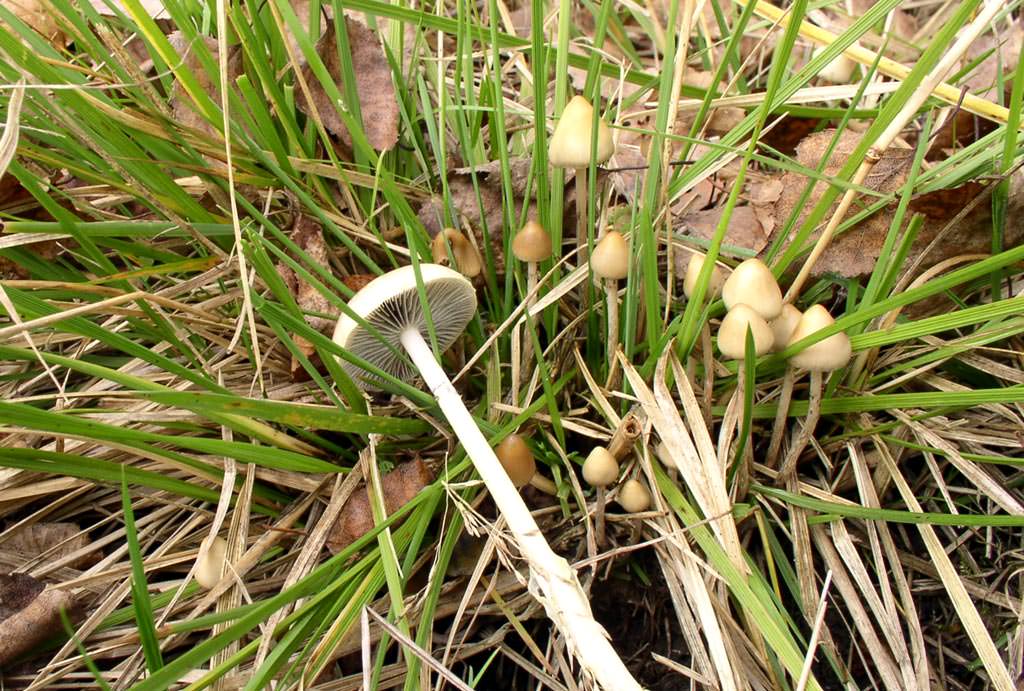 Psilocybe semilanceolate: внешний вид и свойства опасного гриба