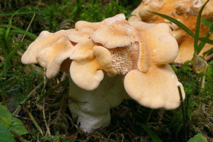 Можно ли есть гриб Hydnum rufescens или нет?