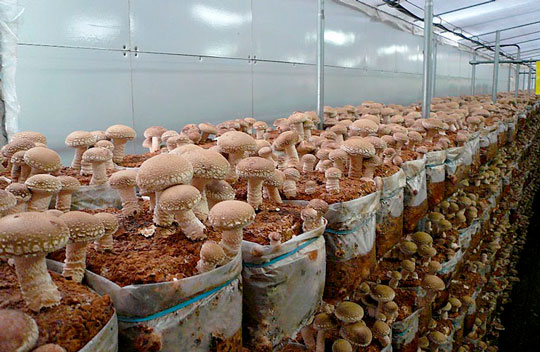 Домашние грибные контейнеры (с ящиками, кульками, мешками): какие грибы можно в них выращивать + пошаговая инструкция по их выращиванию