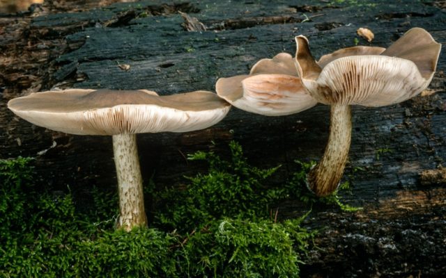 Плютей ивовый - гриб цвета слоновой кости