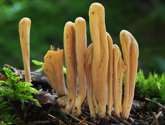 Клавариас - один из самых необычных съедобных грибов в мире