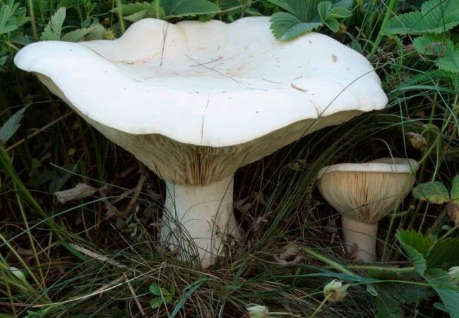Редкий гриб Лейкопаксиллус лепистовидный