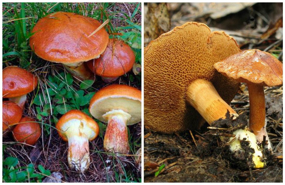 Очень важно различать ядовитые и неядовитые грибы.