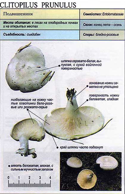 Подвишенник грибной - съедобный