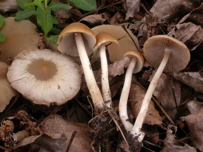 Описание гриба Ложноопенок Кандолля