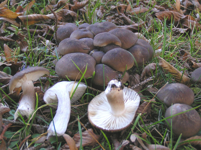 Гриб горный серый - описание и фото, как отличить от ядовитых грибов