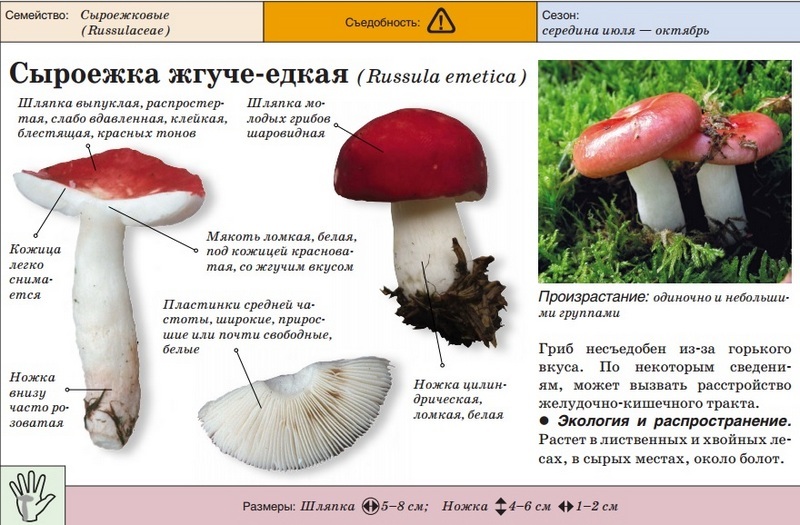 Существуют ложные белые грибы
