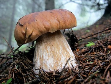 Белые грибы - описание, состав, калорийность и пищевая ценность - Patee. ресторанные рецепты