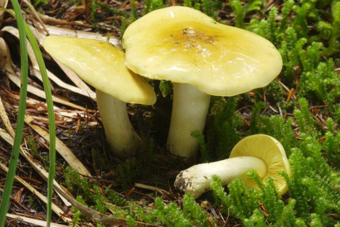 Что за гриб зеленоватого цвета