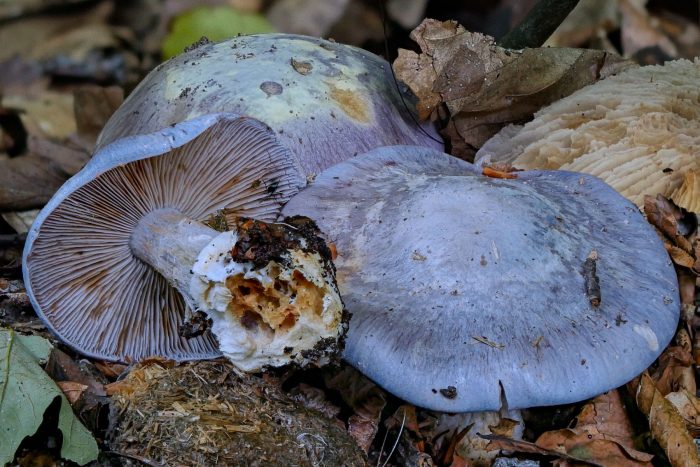 Съедобный или нет гриб Паутинник голубовато-опоясанный