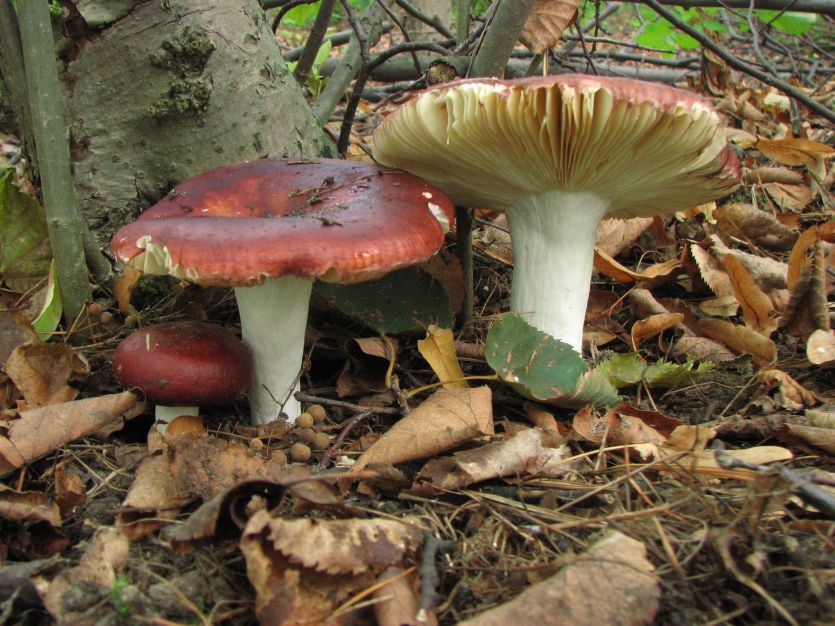 Съедобные грибы: кора саурона. Зеленая и красная рутацея (Russula alutacea). Фотографии, описания, виды роста, категории, использование