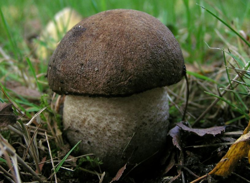 Черный белый гриб