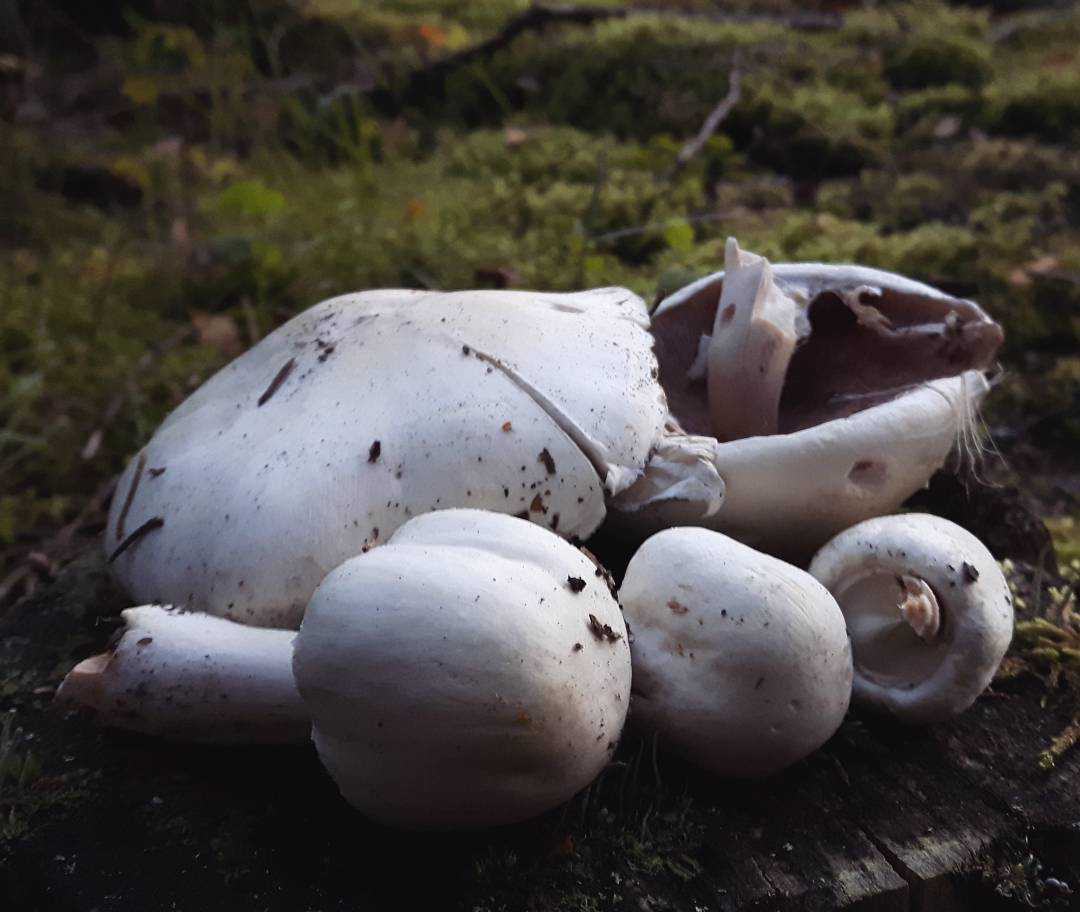 Чжаньцзянский острый гриб шиитаке