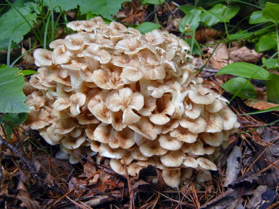 Зонтичный гриб (78 фото)