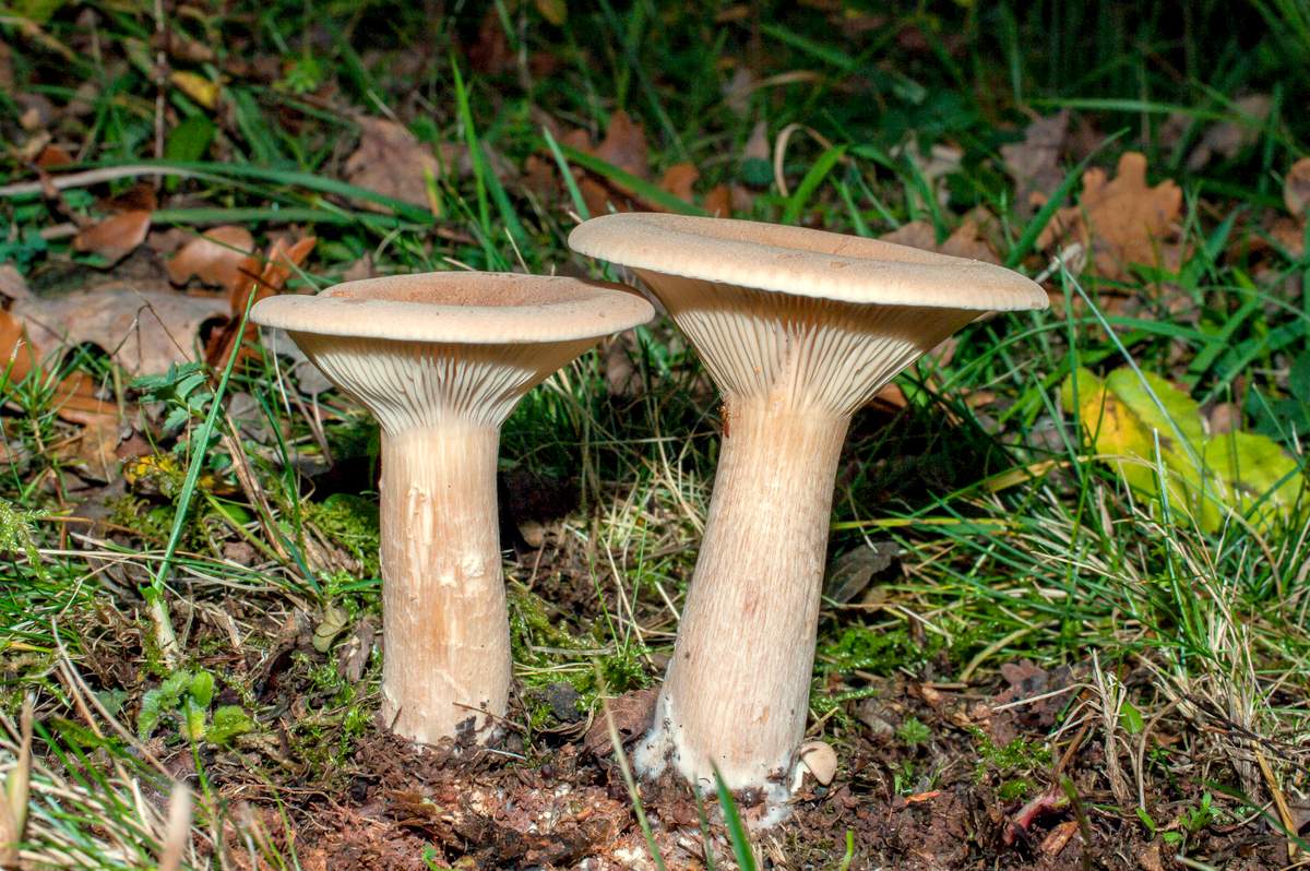 Говорушка гриб. Говорушка подогнутая (Clitocybe geotropa). Говорушка подогнутая. Говорушка подогнутая гриб. Говорушка подогнутая рыжая.