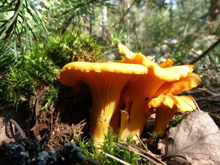 Преимущества редкого гриба - Бархатная лисичка
