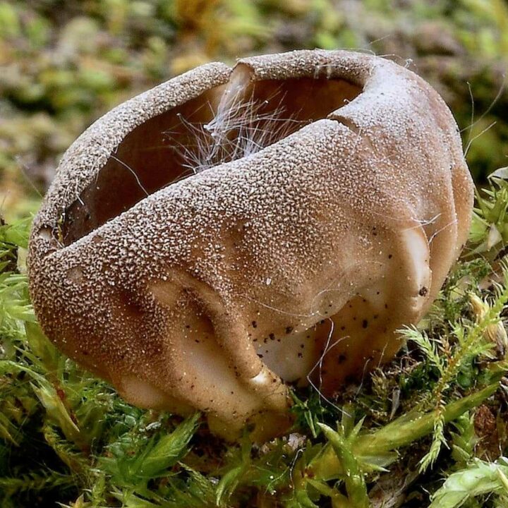 Spatula acetabulum - описание гриба, где растет, похожие виды, фотографии