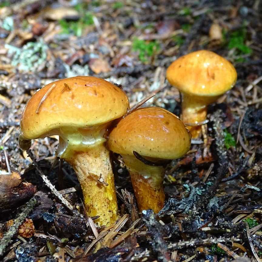 Suillus grevillei - описание гриба, место выращивания, похожие виды, фото ????.