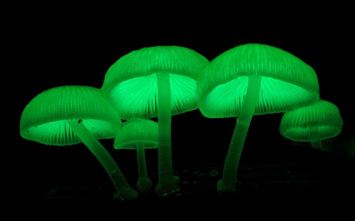 Как некоторые грибы светятся в темноте? | New-Science.ru