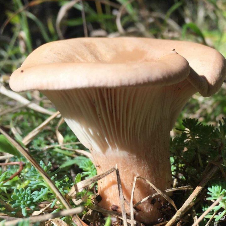 Перевернутый перец - описание гриба, где растет, похожие виды, фото ????.